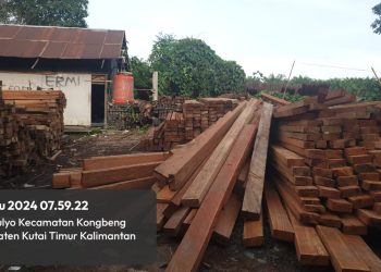 Diduga Puluhan Kubik Kayu Ilegal di Sawmil Rizky Diduga Tidak Memiliki Dokumen yang Sah, atau Ijin Pengelolaan Kayu (IPK). 
