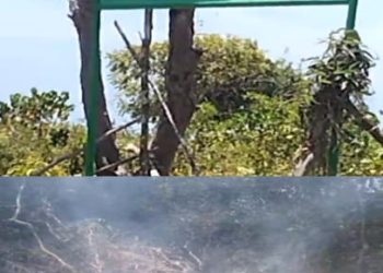 Diduga Gakkum dan DLHK Sulsel Melakukan Pembiaran Pembabatan dan Pembakaran Hutan dalam Kawasan Tahura Bontonbahari 