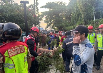 Pohon Tumbang Timpa Rumah Warga dan Tutup Akses Jalan Siaga Balikpapan, Brimob Sigap Bantu Evakuasi