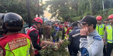 Pohon Tumbang Timpa Rumah Warga dan Tutup Akses Jalan Siaga Balikpapan, Brimob Sigap Bantu Evakuasi