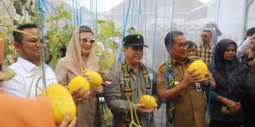 Akmal Malik Panen Melon di SMAN 3 Tenggarong 
