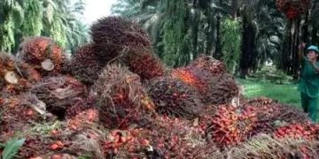 Harga TBS Kelapa Sawit di Kaltim Turun, Dipengaruhi Penurunan Harga CPO dan Kernel