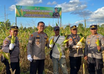 Dukung Ketahanan Pangan, Polres Berau Panen Jagung di Sei Bebanir Bangun 