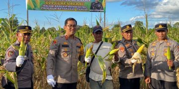 Dukung Ketahanan Pangan, Polres Berau Panen Jagung di Sei Bebanir Bangun 