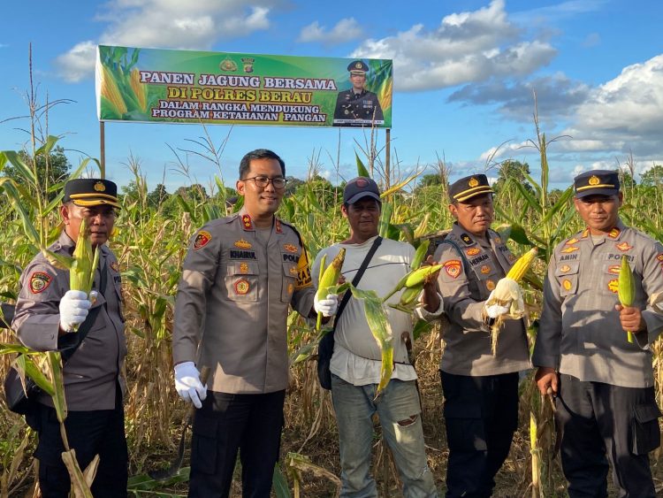 Dukung Ketahanan Pangan, Polres Berau Panen Jagung di Sei Bebanir Bangun 