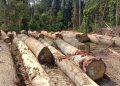 Kejati Kaltim Selidiki Dugaan Illegal Logging di Pesisir Berau