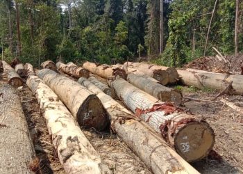 Kejati Kaltim Selidiki Dugaan Illegal Logging di Pesisir Berau