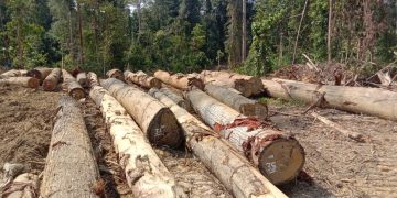 Kejati Kaltim Selidiki Dugaan Illegal Logging di Pesisir Berau