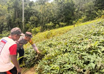 Bhabinkamtibmas Kampung Sido Bangen Polsek Kelay Dukung Ketahanan Pangan Sesuai Program Asta Cita Presiden RI