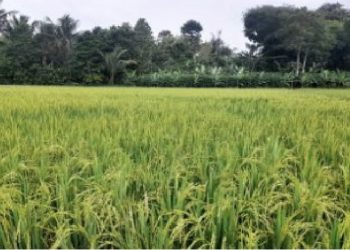 Badan Pemulihan Aset Melelang  Barang Rampasan Negara  Atas Nama Terpidana Benny Tjokrosaputro