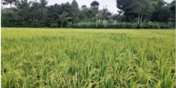 Badan Pemulihan Aset Melelang  Barang Rampasan Negara  Atas Nama Terpidana Benny Tjokrosaputro