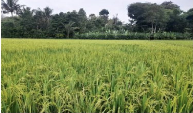 Badan Pemulihan Aset Melelang Barang Rampasan Negara Atas Nama Terpidana Benny Tjokrosaputro