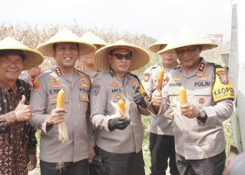 Kapolda Jatim Pimpin Panen Raya Jagung Hibrida di Sidoarjo