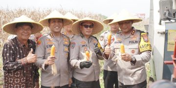 Kapolda Jatim Pimpin Panen Raya Jagung Hibrida di Sidoarjo