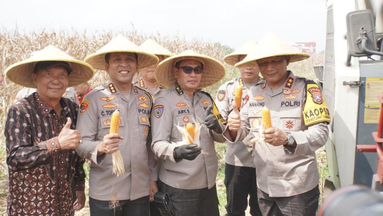 Kapolda Jatim Pimpin Panen Raya Jagung Hibrida di Sidoarjo