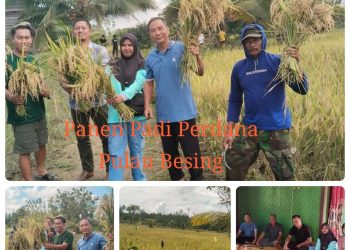 Pulau Besing Bangkitkan Semangat Swasembada Pangan: Kabid TPH Berau Dampingi Panen Raya Perdana