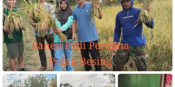 Pulau Besing Bangkitkan Semangat Swasembada Pangan: Kabid TPH Berau Dampingi Panen Raya Perdana