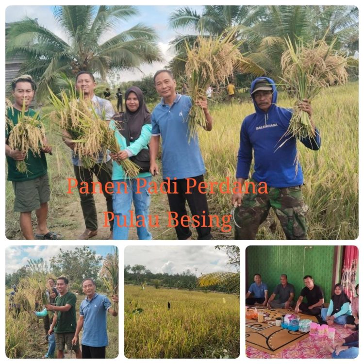 Pulau Besing Bangkitkan Semangat Swasembada Pangan: Kabid TPH Berau Dampingi Panen Raya Perdana