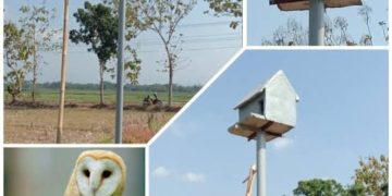 Teknologi IPHA Sukses Tingkatkan Produksi Padi, Menteri PU: Terimakasih Bantuan Burung Hantu dari Presiden
