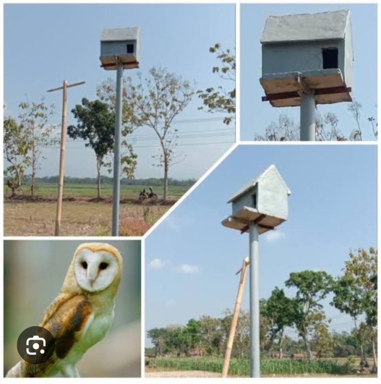 Teknologi IPHA Sukses Tingkatkan Produksi Padi, Menteri PU: Terimakasih Bantuan Burung Hantu dari Presiden