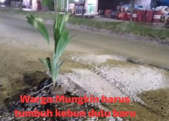 “Jalan Rusak Tak Diperbaiki, Warga Tanam Kelapa: Mungkin Menunggu Tanaman Tumbuh Baru Diperhatikan?”