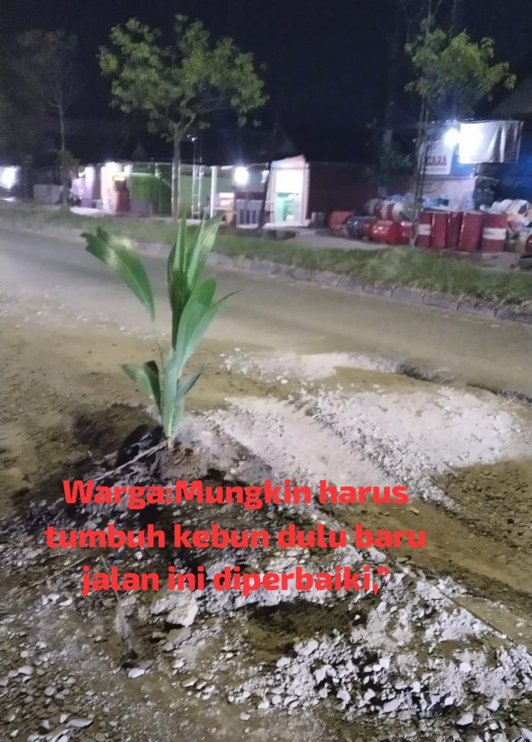 “Jalan Rusak Tak Diperbaiki, Warga Tanam Kelapa: Mungkin Menunggu Tanaman Tumbuh Baru Diperhatikan?”