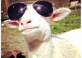 Prof. Sutan Nasomal Minta Presiden Prabowo Intruksikan Menteri Terkait Ciptakan Lapangan Kerja dan Hentikan Impor Pangan