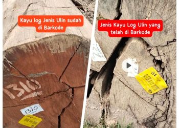 Diduga Langgar Aturan, Kayu Ulin Ditemukan di Log Pon Talisayan: APH Diminta Bertindak Tegas
