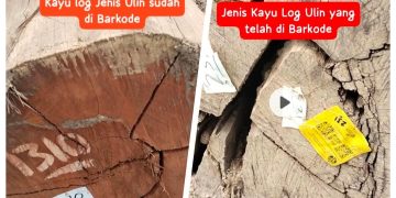 Diduga Langgar Aturan, Kayu Ulin Ditemukan di Log Pon Talisayan: APH Diminta Bertindak Tegas