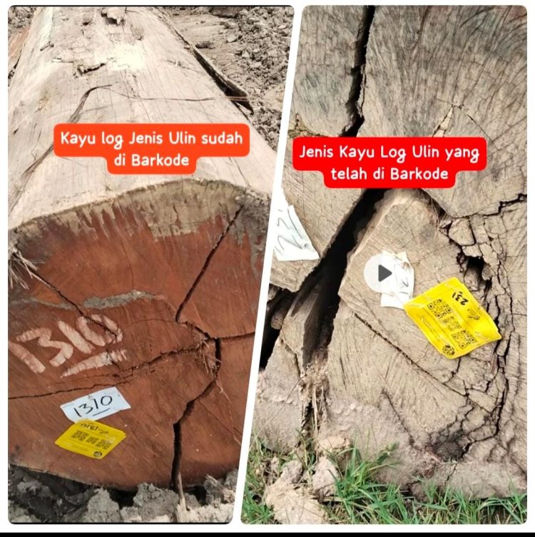 Diduga Langgar Aturan, Kayu Ulin Ditemukan di Log Pon Talisayan: APH Diminta Bertindak Tegas