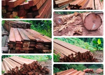 Maraknya Ilegal Logging di Kawasan Hutan Kelay, Berau: Dugaan Jual Beli Dokumen Disorot Media, APH Diminta Bertindak Tegas!