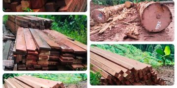 Maraknya Ilegal Logging di Kawasan Hutan Kelay, Berau: Dugaan Jual Beli Dokumen Disorot Media, APH Diminta Bertindak Tegas!