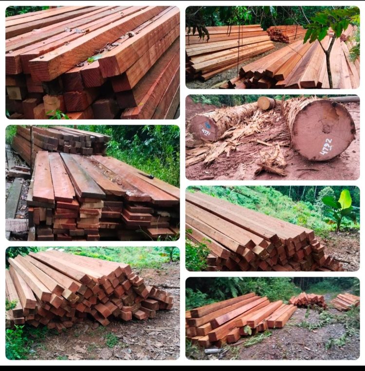 Maraknya Ilegal Logging di Kawasan Hutan Kelay, Berau: Dugaan Jual Beli Dokumen Disorot Media, APH Diminta Bertindak Tegas!