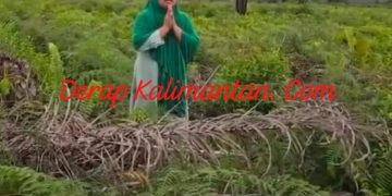 Dugaan Mafia Tanah di Sabintulung: Lahan Sawit 10,5 Hektare Milik Hj. Nurlina Diserobot, Kasus Dilaporkan ke Polisi