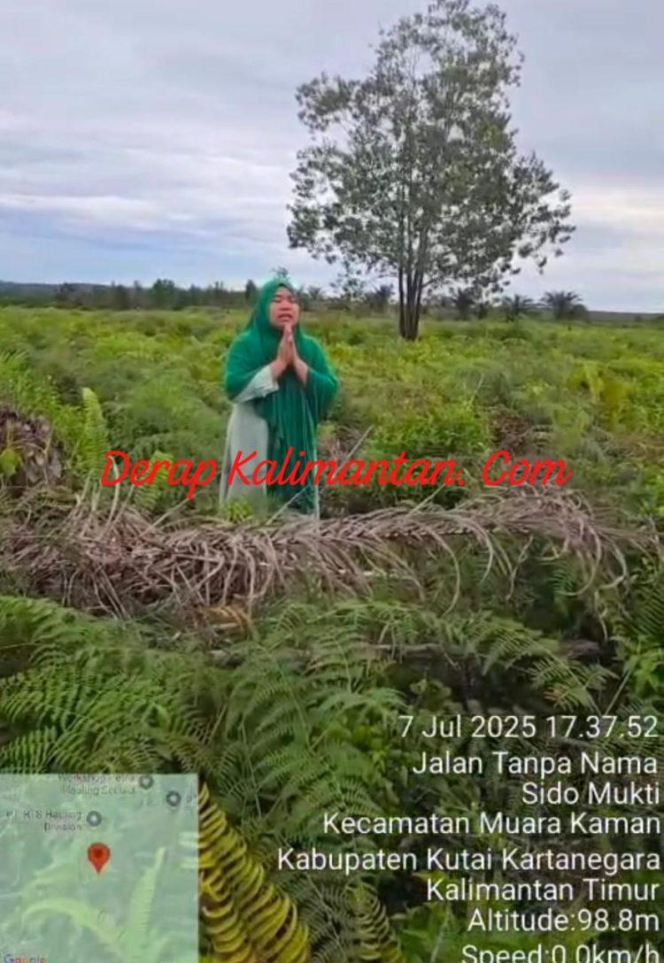 Dugaan Mafia Tanah di Sabintulung: Lahan Sawit 10,5 Hektare Milik Hj. Nurlina Diserobot, Kasus Dilaporkan ke Polisi