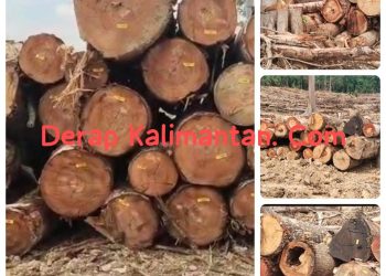 Ancaman Banjir dan Deforestasi di Berau: Dugaan Ilegal Logging di Konsesi Perusahaan, “Penebangan Kayu Tanpa PSDH dan Barcode Terungkap”
