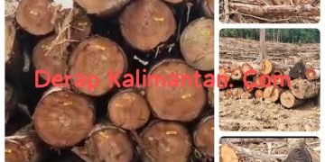Ancaman Banjir dan Deforestasi di Berau: Dugaan Ilegal Logging di Konsesi Perusahaan, “Penebangan Kayu Tanpa PSDH dan Barcode Terungkap”
