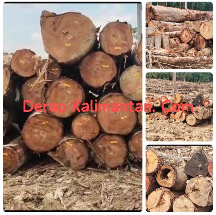 Ancaman Banjir dan Deforestasi di Berau: Dugaan Ilegal Logging di Konsesi Perusahaan, “Penebangan Kayu Tanpa PSDH dan Barcode Terungkap”