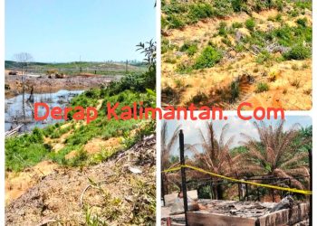 Ratusan Batang Sawit Belum Terbayar, Petani Gurimbang Minta Kejelasan