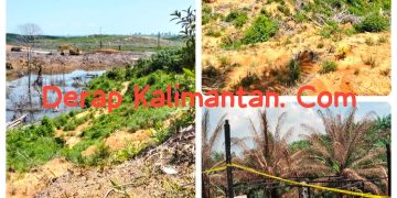 Ratusan Batang Sawit Belum Terbayar, Petani Gurimbang Minta Kejelasan