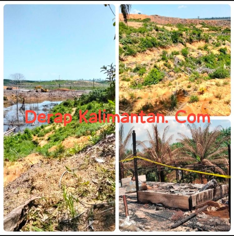 Ratusan Batang Sawit Belum Terbayar, Petani Gurimbang Minta Kejelasan