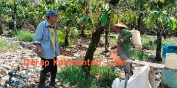 Petani Kakao Berau Teriakkan Harapan: Butuh Bibit Baru buat Peremajaan dan Pengembangan