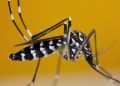 PROF SUTAN NASOMAL : PRESIDEN RI HARUS MEMPERHATIKAN KASUS DBD. NYAMUK WOLBACHIA AEDES AEGYPTI TIDAK BERMANFAAT DAN MASYARAKAT TERSERANG DBD.