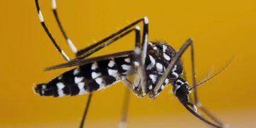 PROF SUTAN NASOMAL : PRESIDEN RI HARUS MEMPERHATIKAN KASUS DBD. NYAMUK WOLBACHIA AEDES AEGYPTI TIDAK BERMANFAAT DAN MASYARAKAT TERSERANG DBD.