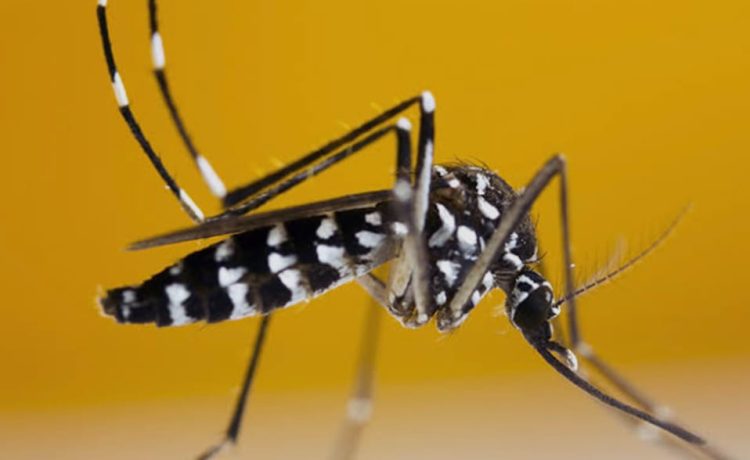 PROF SUTAN NASOMAL : PRESIDEN RI HARUS MEMPERHATIKAN KASUS DBD. NYAMUK WOLBACHIA AEDES AEGYPTI TIDAK BERMANFAAT DAN MASYARAKAT TERSERANG DBD.