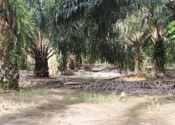 Diduga Selewengkan Upah Borongan, Mandor IKS Dilaporkan Karyawan ke Pemilik Perkebunan