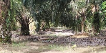 Diduga Selewengkan Upah Borongan, Mandor IKS Dilaporkan Karyawan ke Pemilik Perkebunan