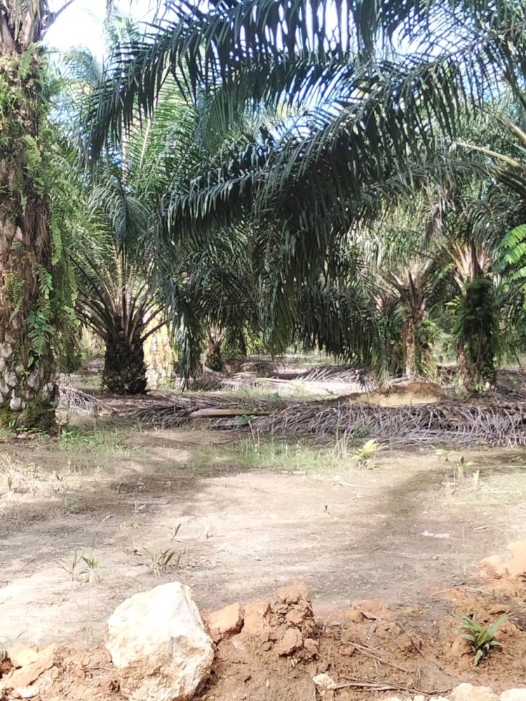 Diduga Selewengkan Upah Borongan, Mandor IKS Dilaporkan Karyawan ke Pemilik Perkebunan