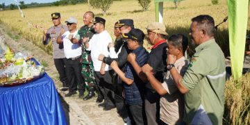 Syukuran Panen Padi Varietas Lokal “Sri Mulia” di Babulu, Polres PPU Dukung Ketahanan Pangan Bersama Petani
