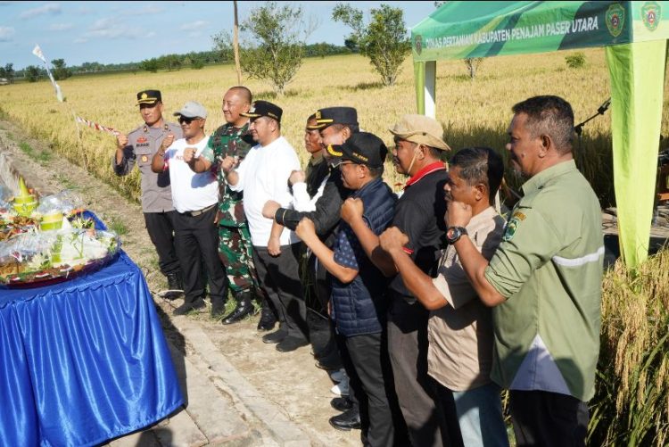 Syukuran Panen Padi Varietas Lokal “Sri Mulia” di Babulu, Polres PPU Dukung Ketahanan Pangan Bersama Petani